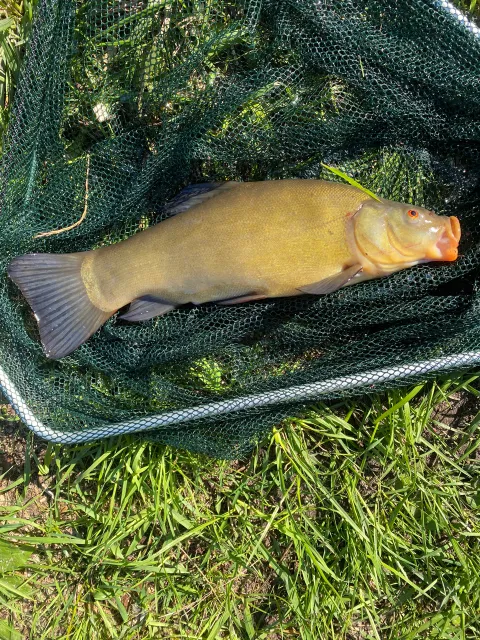 Schleie