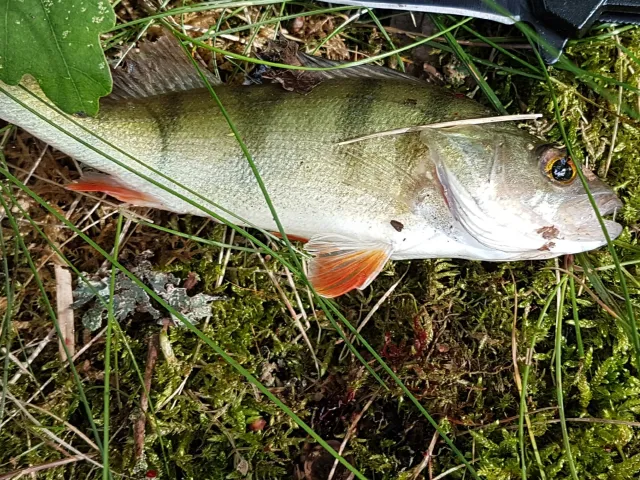 Flussbarsch