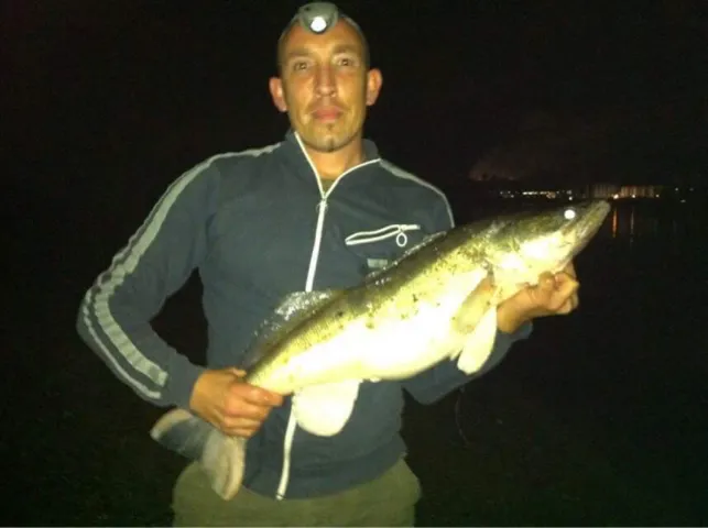 Zander
