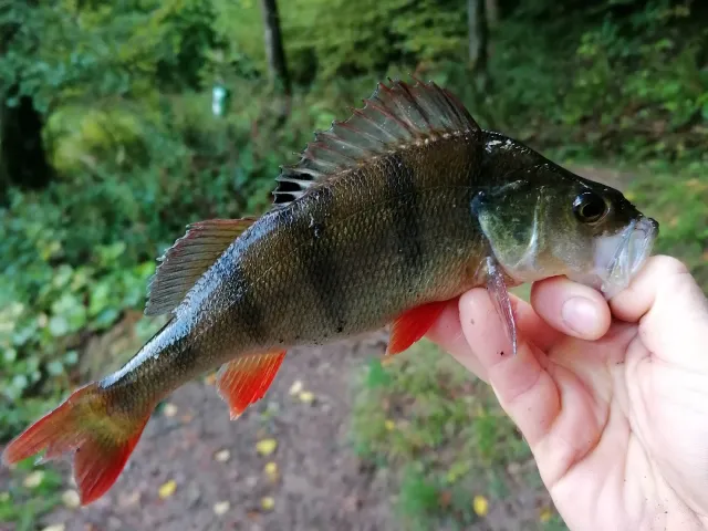 Flussbarsch