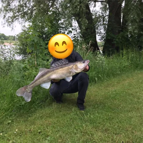 Zander