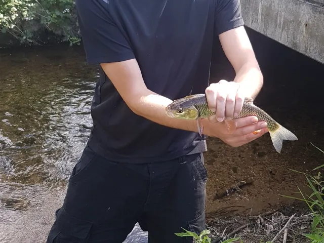 Döbel