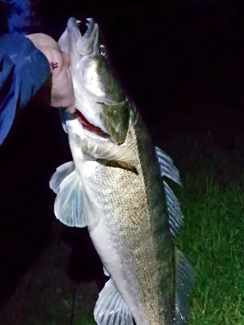 Zander