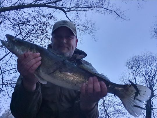 Zander