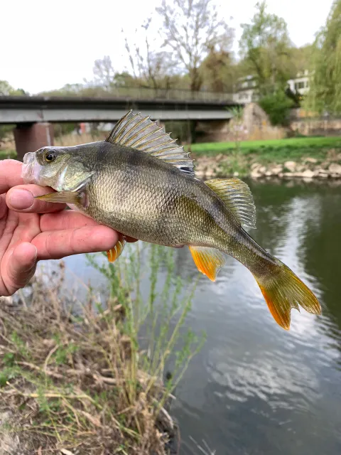 Flussbarsch