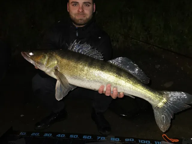 Zander