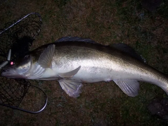Zander