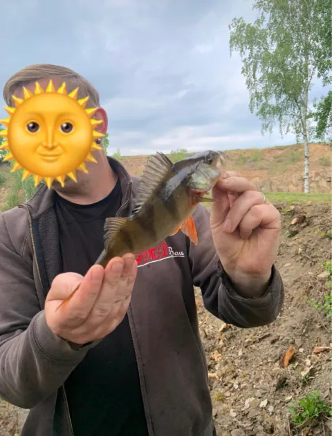 Flussbarsch