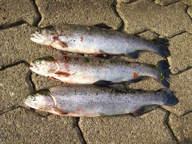 Regenbogenforelle
