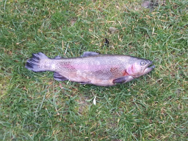 Regenbogenforelle