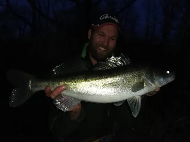 Zander