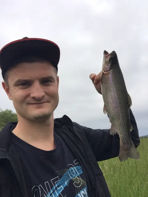 Regenbogenforelle