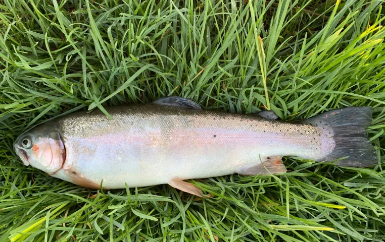 Regenbogenforelle