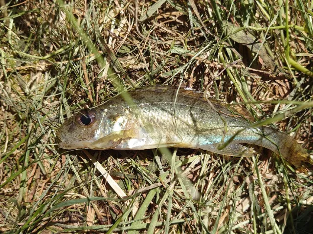 Kaulbarsch