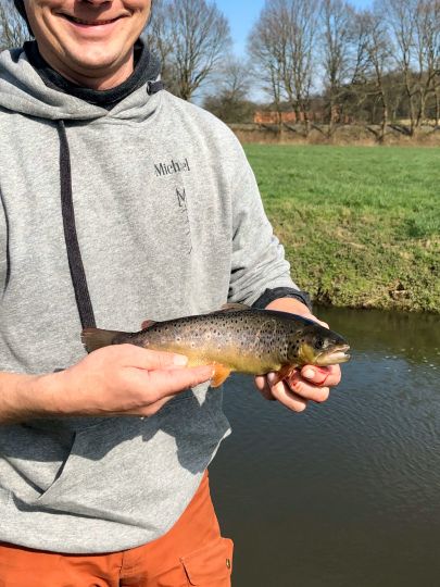 Bachforelle