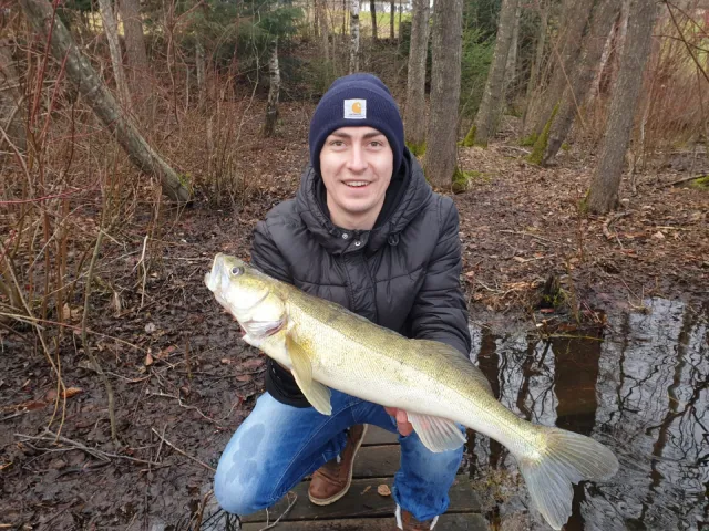 Zander