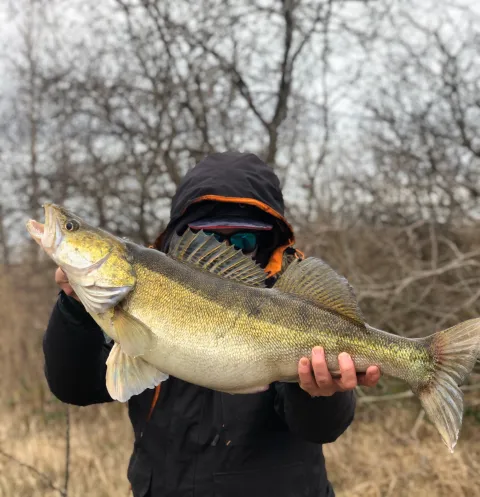 Zander