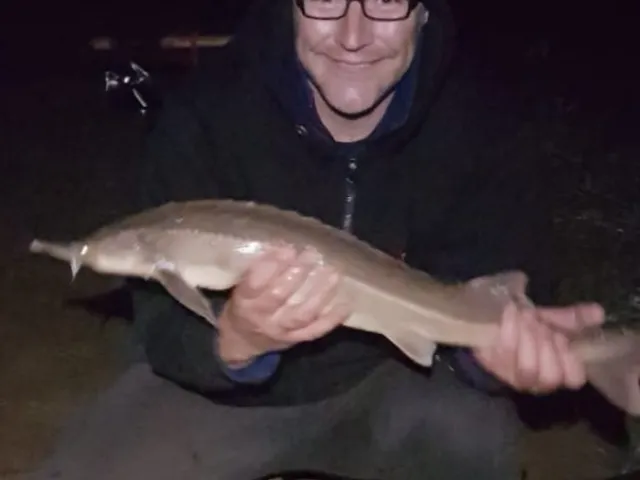 Stör