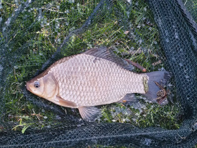 Karausche