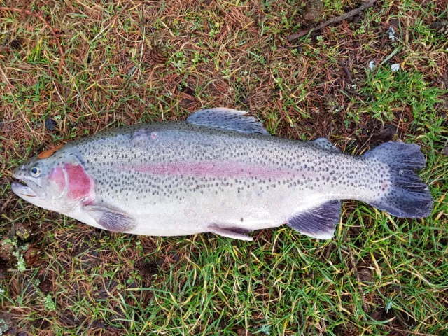 Regenbogenforelle