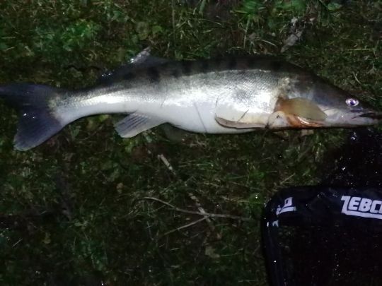 Zander