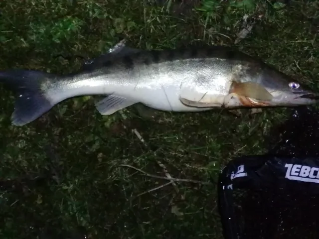Zander