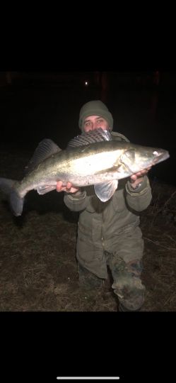 Zander