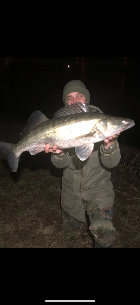 Zander