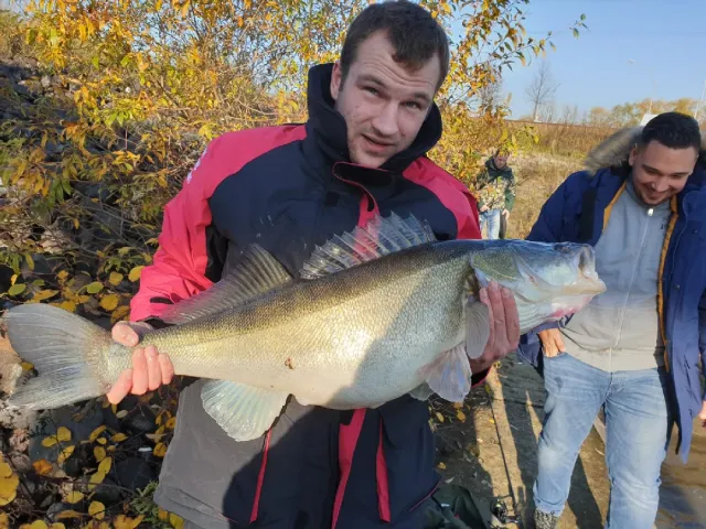 Zander