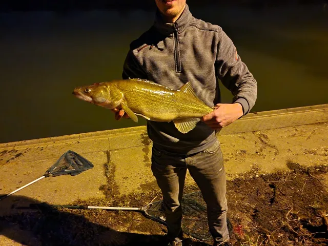 Zander
