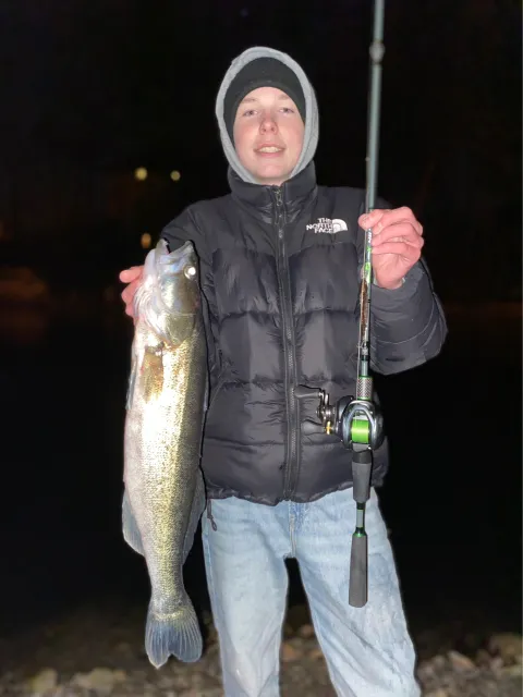 Zander
