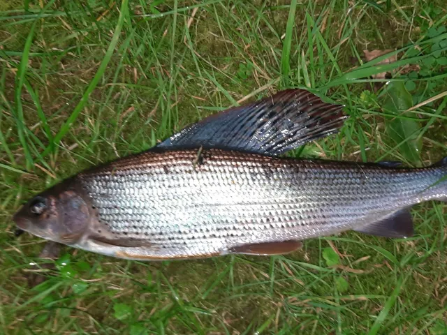 Äsche