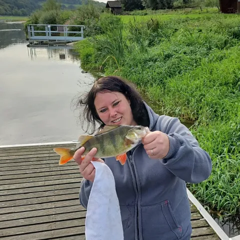 Flussbarsch