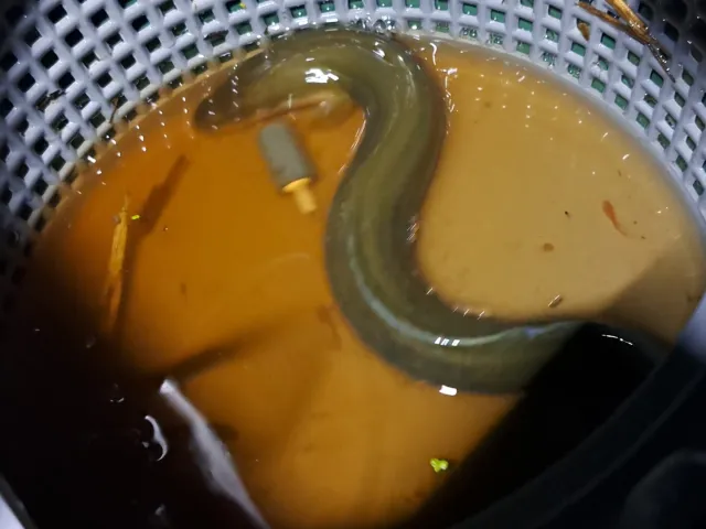 Aal
