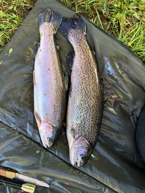 Regenbogenforelle