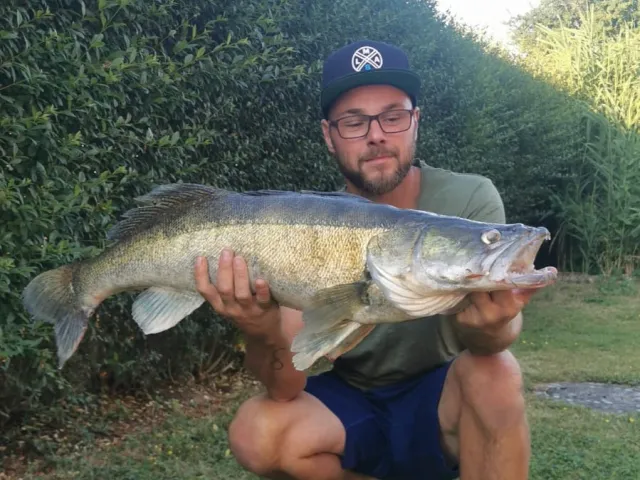 Zander