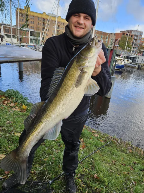 Zander