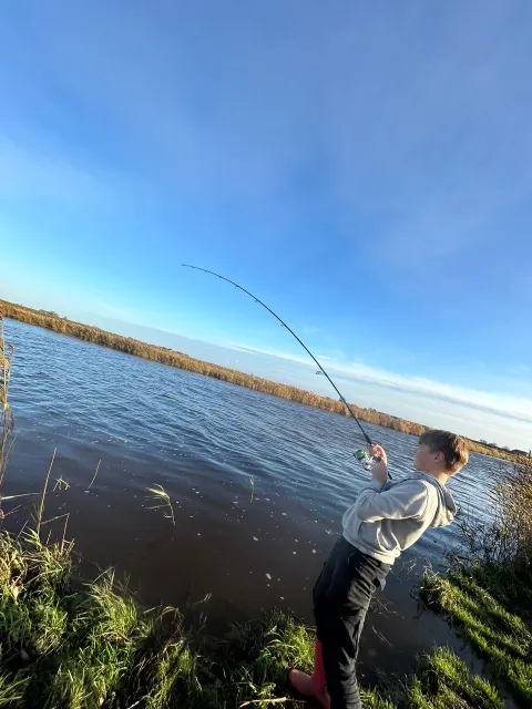 Zander