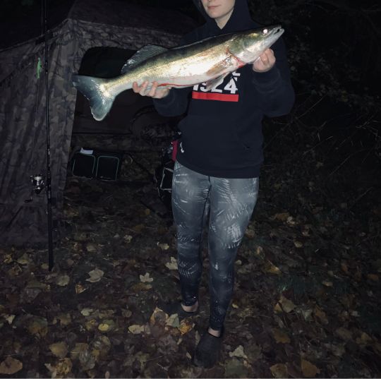 Zander