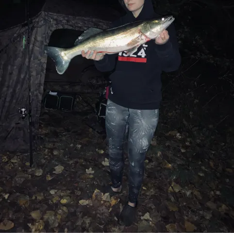 Zander
