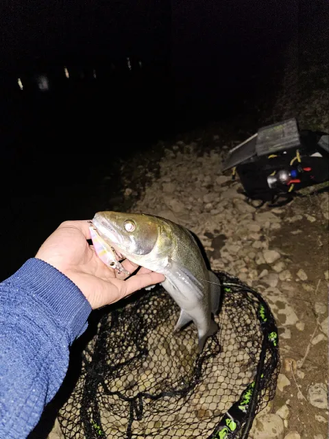 Zander