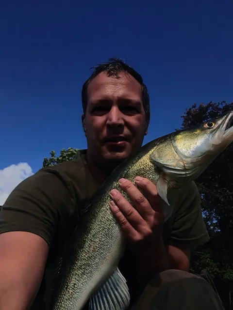 Zander