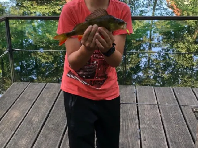 Flussbarsch