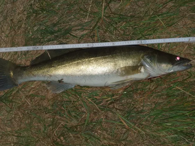 Zander