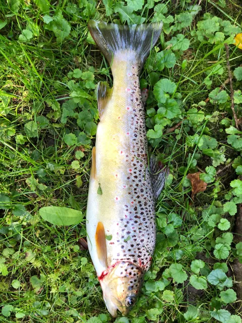Regenbogenforelle