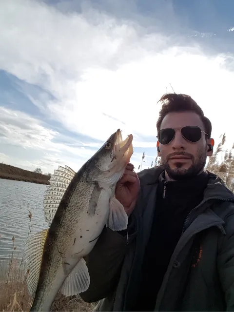 Zander
