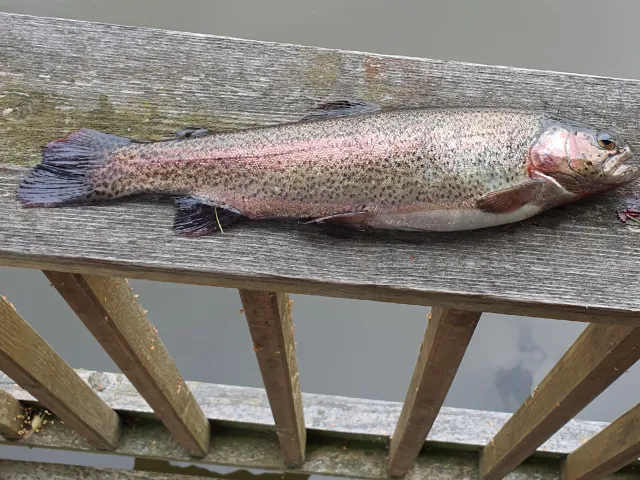 Regenbogenforelle