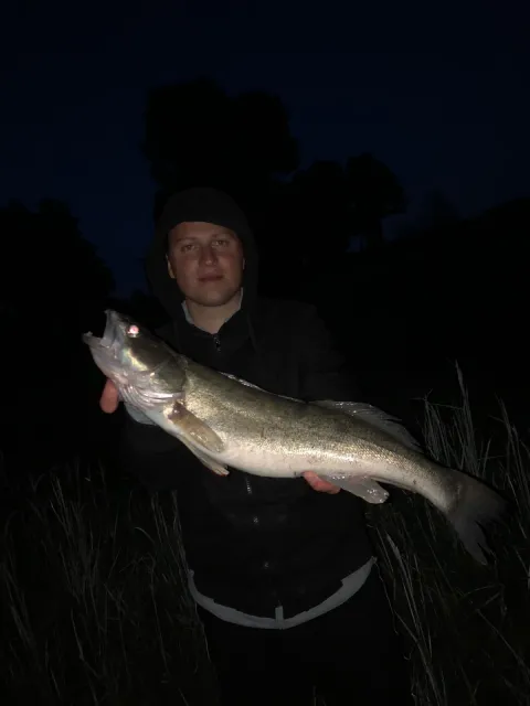 Zander