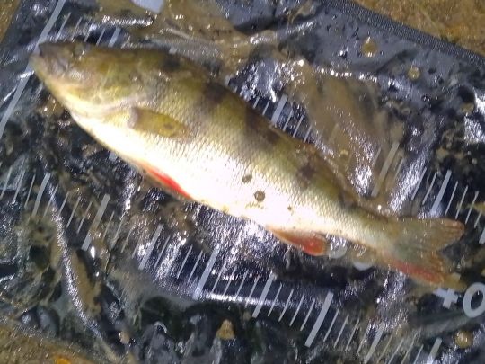 Flussbarsch