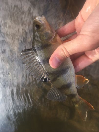 Flussbarsch
